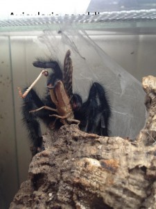 Avicularia_ geroldi_01